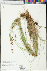 Rhynchospora gracilenta image