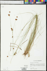 Rhynchospora gracilenta image