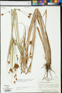 Rhynchospora macrostachya image