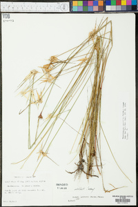 Rhynchospora latifolia image