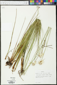 Rhynchospora latifolia image