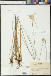 Rhynchospora latifolia image