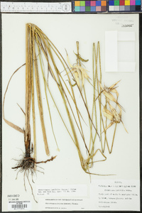 Rhynchospora latifolia image