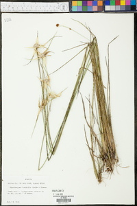 Rhynchospora latifolia image