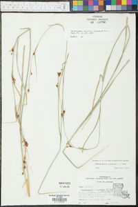 Rhynchospora glomerata image