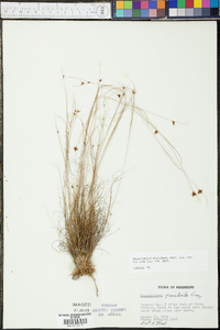 Rhynchospora gracilenta image