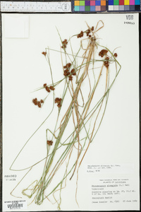 Rhynchospora glomerata image