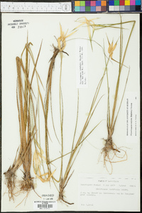 Rhynchospora latifolia image