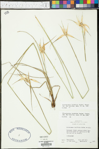 Rhynchospora latifolia image