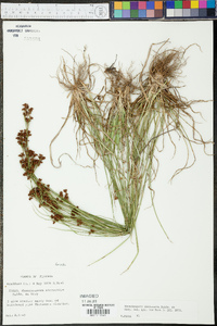 Rhynchospora microcarpa image