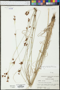Rhynchospora microcarpa image