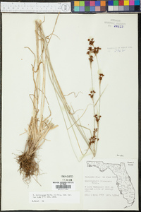 Rhynchospora microcarpa image