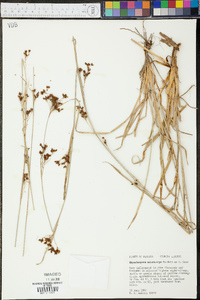 Rhynchospora microcarpa image