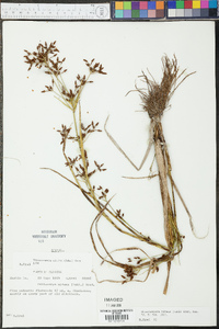 Rhynchospora nitens image