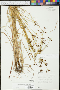 Rhynchospora nitens image