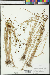 Rhynchospora nitens image