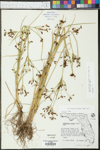 Rhynchospora nitens image