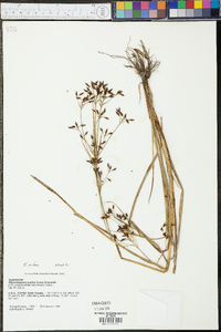 Rhynchospora nitens image