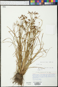 Rhynchospora nitens image