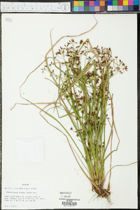 Rhynchospora nitens image