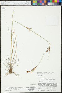 Rhynchospora microcarpa image