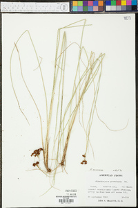 Rhynchospora microcarpa image