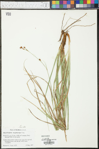 Rhynchospora megalocarpa image