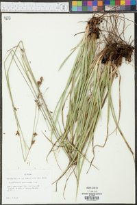 Rhynchospora megalocarpa image