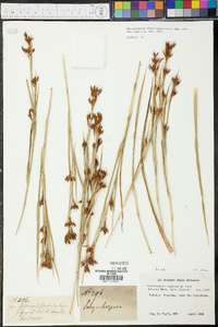 Rhynchospora megalocarpa image