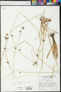 Rhynchospora recognita image