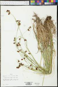 Rhynchospora recognita image