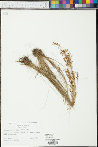 Rhynchospora rariflora image