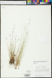 Rhynchospora rariflora image