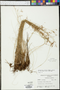 Rhynchospora rariflora image