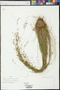 Rhynchospora rariflora image