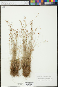 Rhynchospora rariflora image