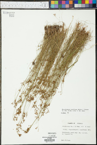 Rhynchospora rariflora image