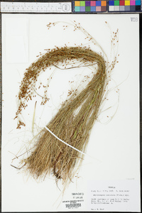 Rhynchospora rariflora image