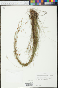 Rhynchospora rariflora image