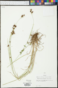 Rhynchospora recognita image