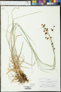 Rhynchospora recognita image