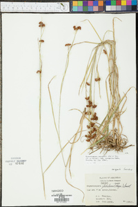 Rhynchospora recognita image