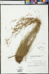 Rhynchospora rariflora image