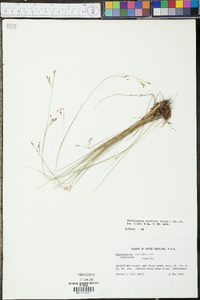 Rhynchospora rariflora image