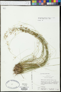 Rhynchospora rariflora image