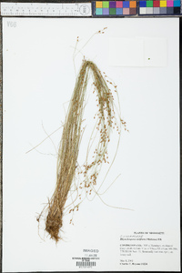 Rhynchospora rariflora image