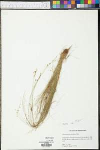 Rhynchospora rariflora image