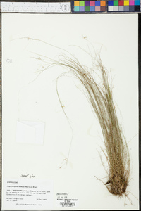 Rhynchospora rariflora image