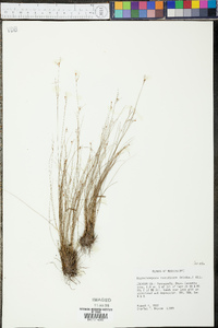 Rhynchospora rariflora image