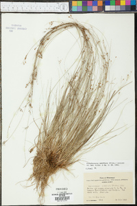 Rhynchospora rariflora image